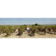 BANDOL rosé 2015 Domaine de la BASTIDE BLANCHE 75cl