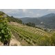 BANDOL blanc 2014 Domaine de la LAIDIERE 75cl