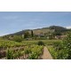 BANDOL blanc 2014 Domaine de la LAIDIERE 75cl